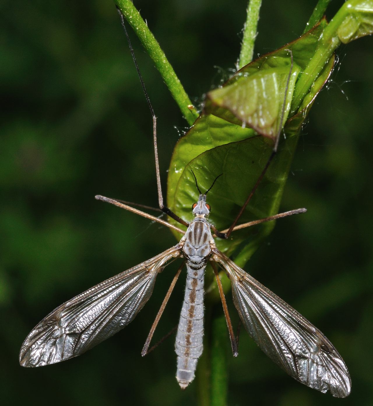 Tipula sp. (Tipulidae).